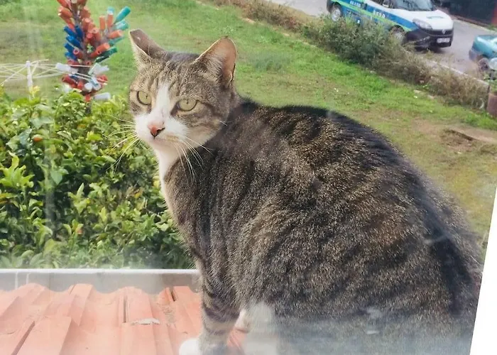 Ξενοδοχείο Elis