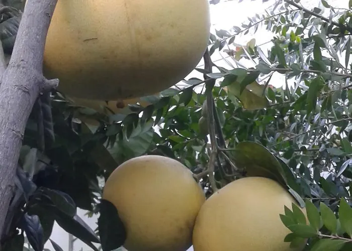 Ξενοδοχείο Elis 3*