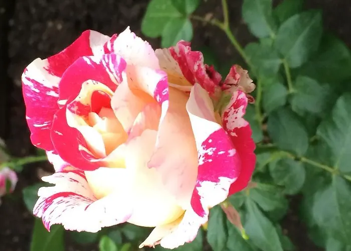 Elis Ξενοδοχείο 3*